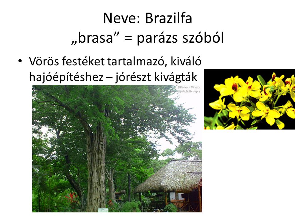 Neve: Brazilfa „brasa = parázs szóból