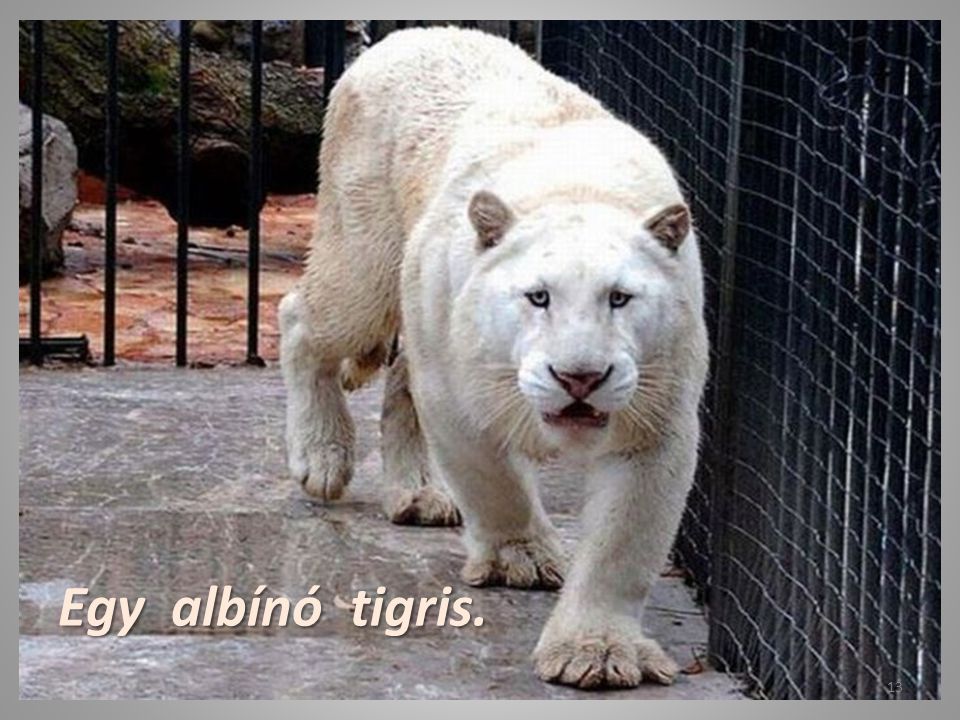 Egy albínó tigris.