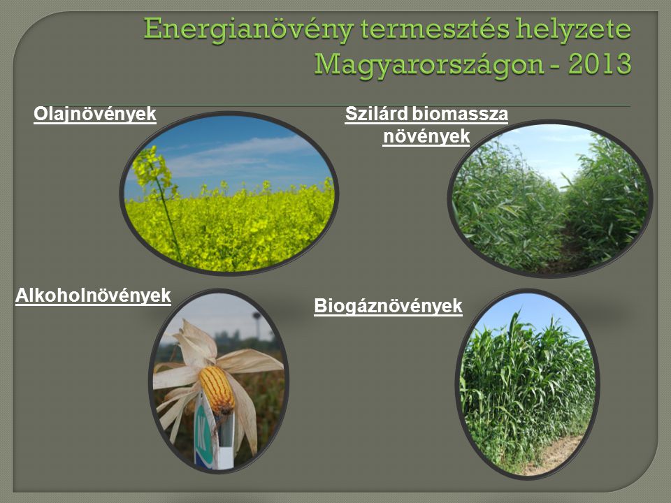 Energianövény termesztés helyzete Magyarországon