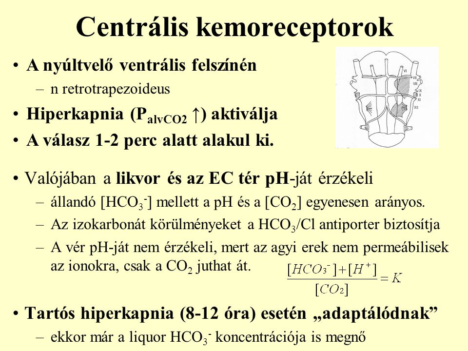 Centrális kemoreceptorok