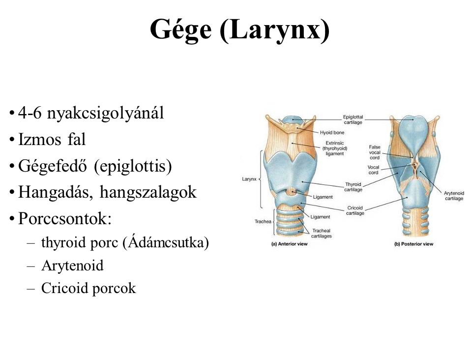 Gége (Larynx) 4-6 nyakcsigolyánál Izmos fal Gégefedő (epiglottis)
