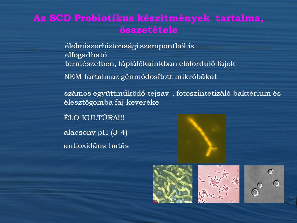 Az SCD Probiotikus készítmények tartalma, összetétele