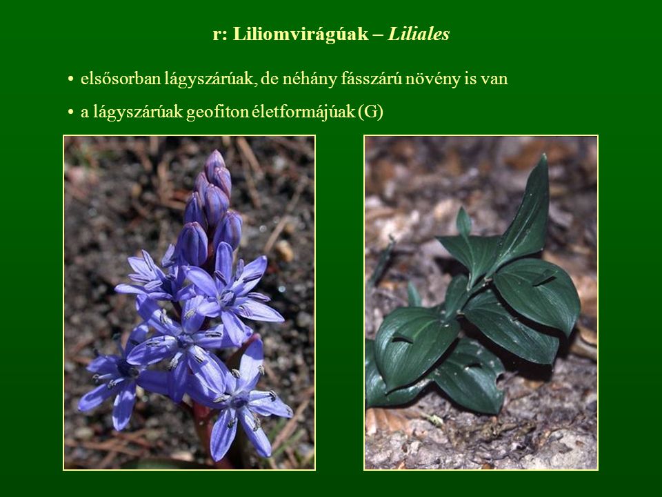 r: Liliomvirágúak – Liliales
