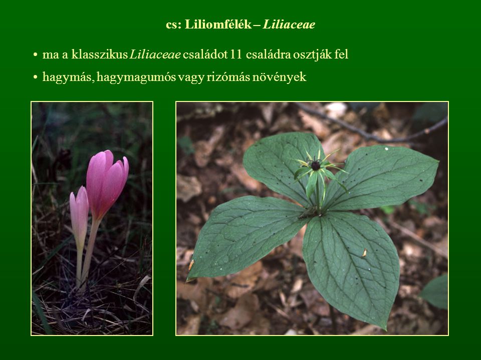cs: Liliomfélék – Liliaceae