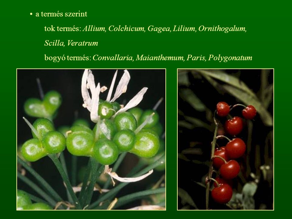 a termés szerint tok termés: Allium, Colchicum, Gagea, Lilium, Ornithogalum, Scilla, Veratrum.