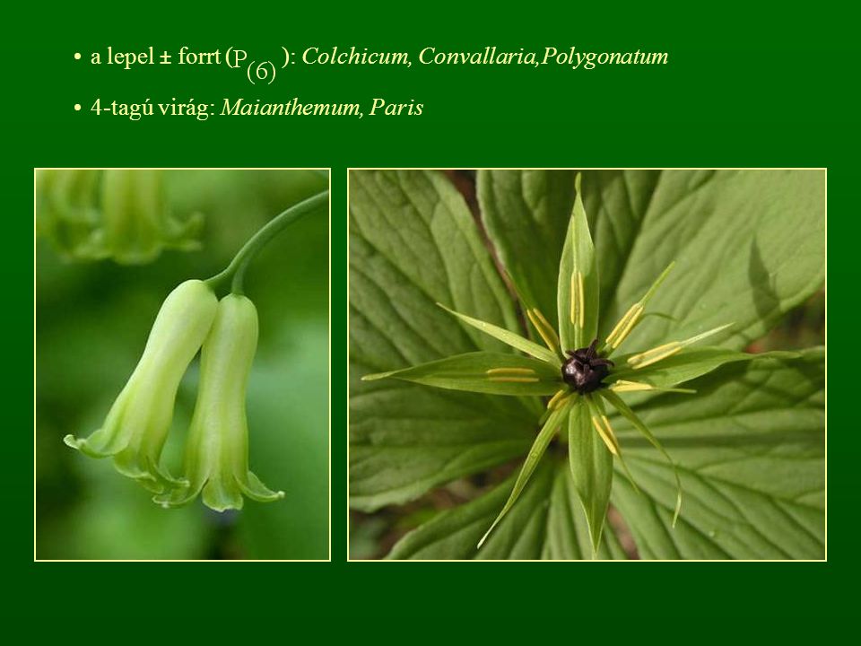 a lepel ± forrt ( ): Colchicum, Convallaria,Polygonatum