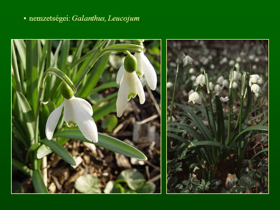 nemzetségei: Galanthus, Leucojum