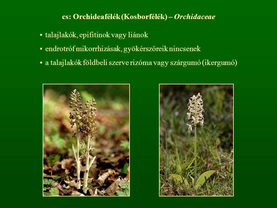 cs: Orchideafélék (Kosborfélék) – Orchidaceae
