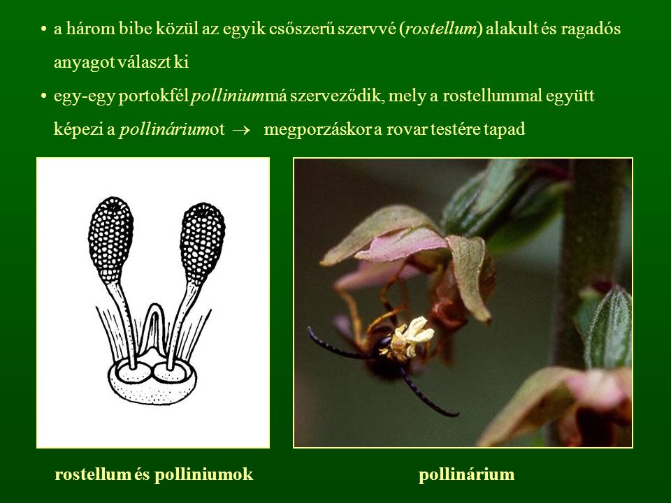 rostellum és polliniumok