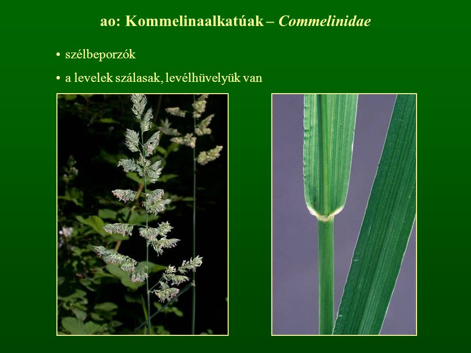 ao: Kommelinaalkatúak – Commelinidae