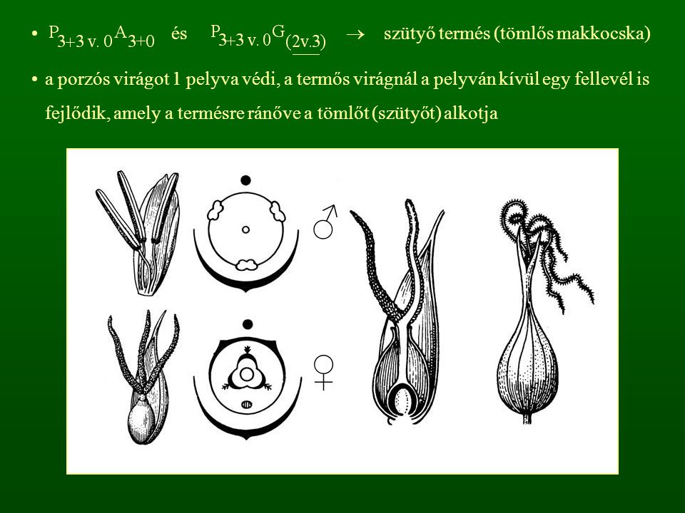 ♂ ♀ és  szütyő termés (tömlős makkocska)