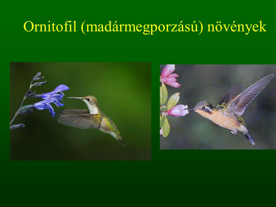 Ornitofil (madármegporzású) növények