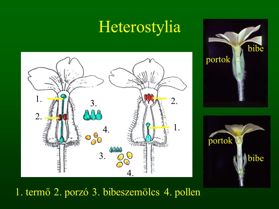 Heterostylia 1. termő 2. porzó 3. bibeszemölcs 4. pollen bibe portok
