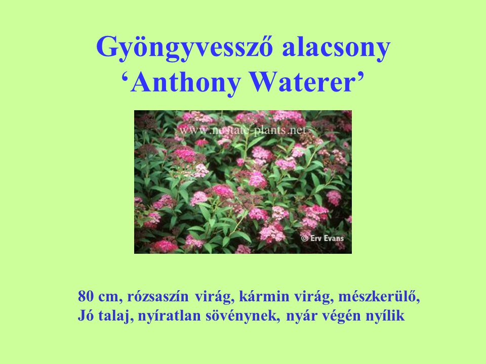 Gyöngyvessző alacsony ‘Anthony Waterer’