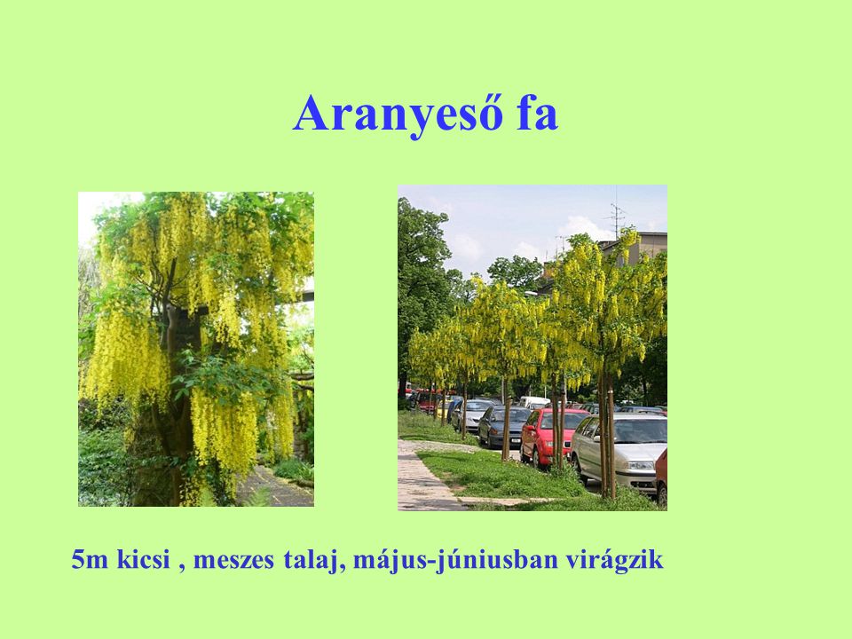 Aranyeső fa 5m kicsi , meszes talaj, május-júniusban virágzik