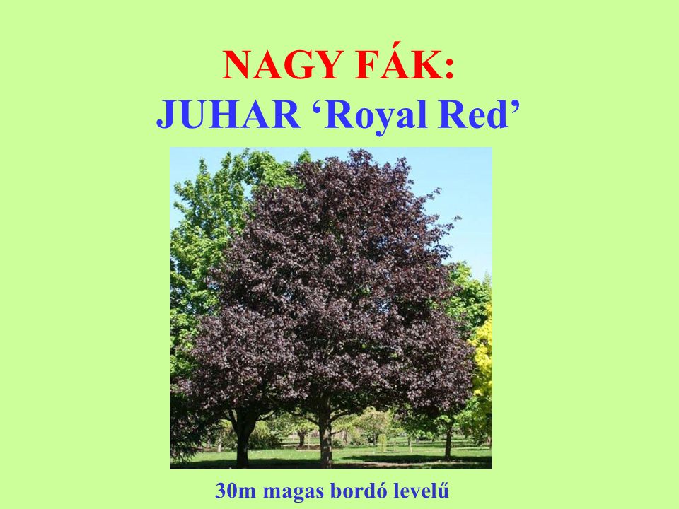 NAGY FÁK: JUHAR ‘Royal Red’