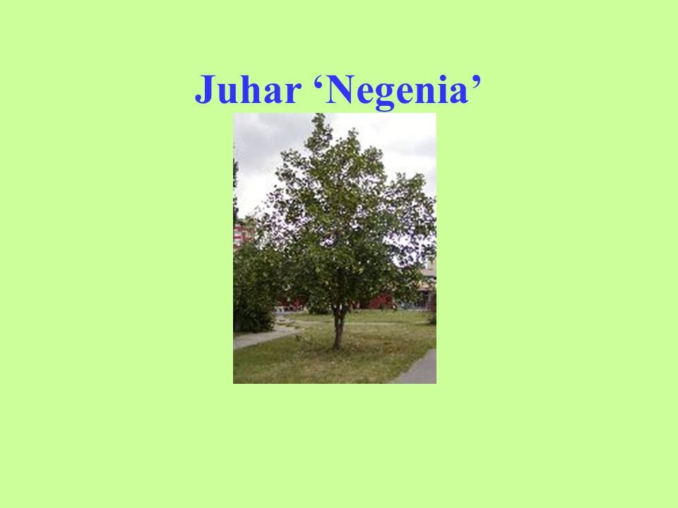 Juhar ‘Negenia’