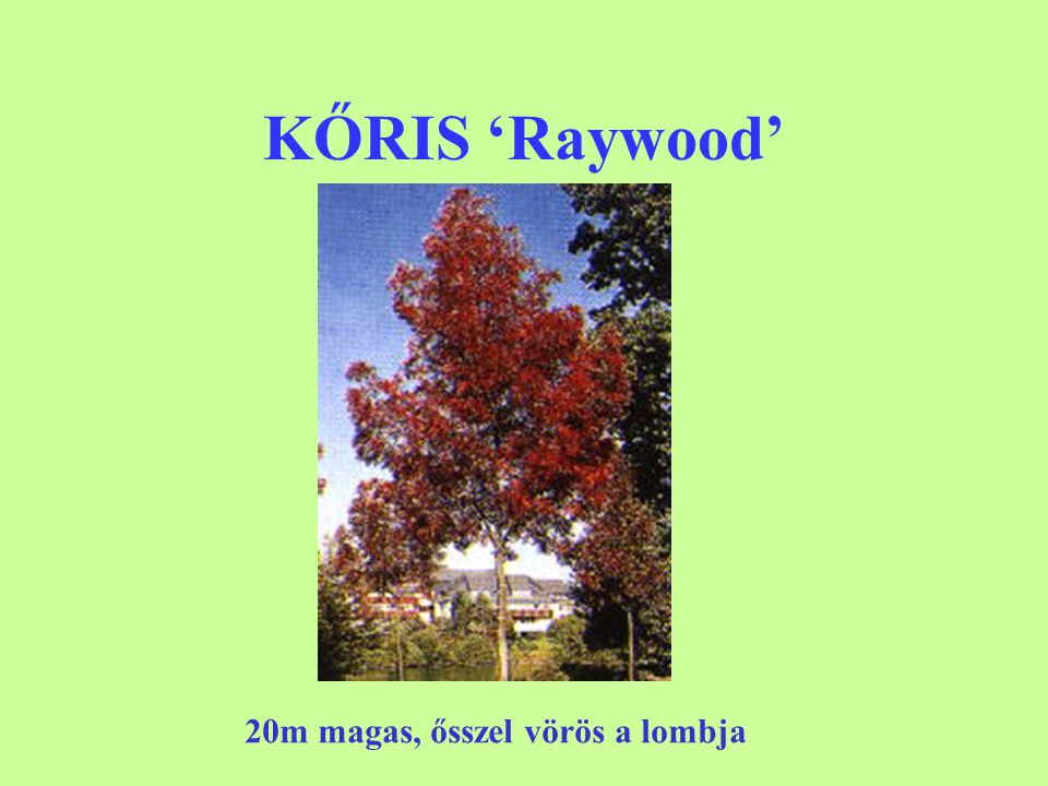 KŐRIS ‘Raywood’ 20m magas, ősszel vörös a lombja