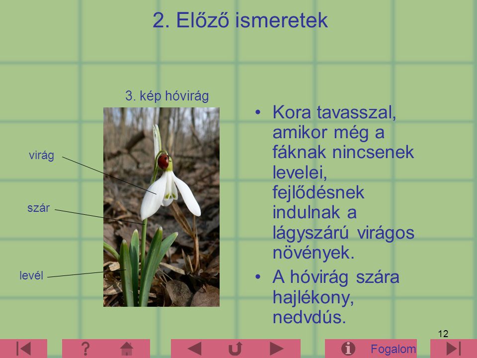 2. Előző ismeretek 3. kép hóvirág. Kora tavasszal, amikor még a fáknak nincsenek levelei, fejlődésnek indulnak a lágyszárú virágos növények.