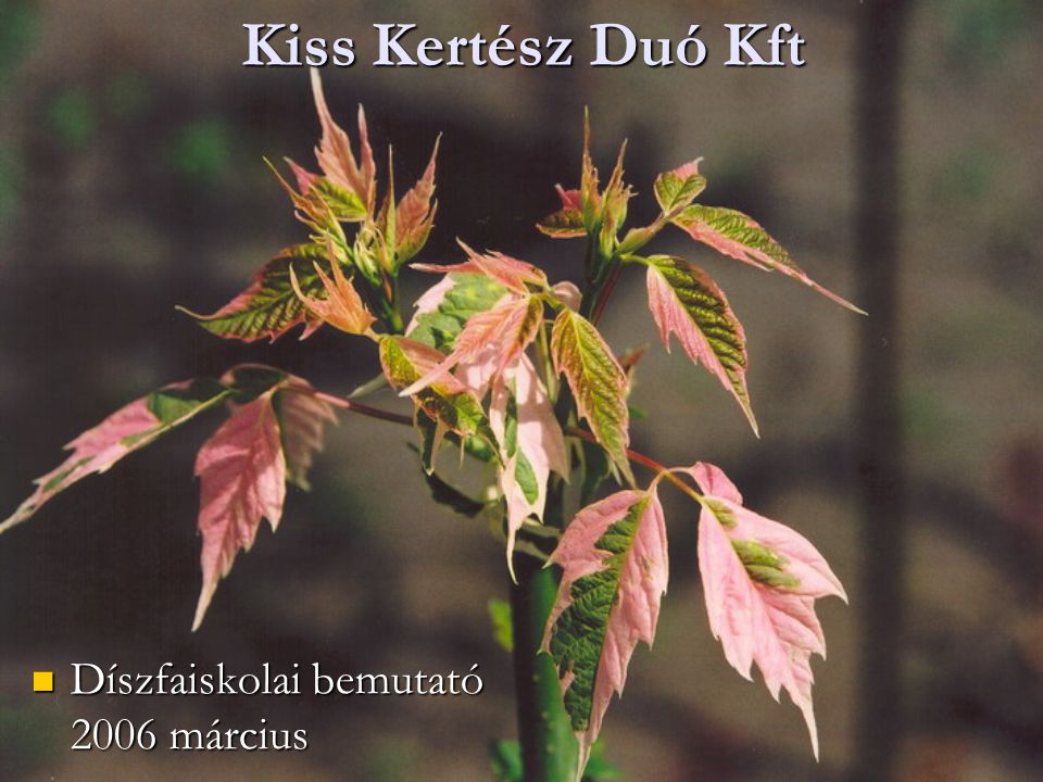 Kiss Kertész Duó Kft Díszfaiskolai bemutató 2006 március