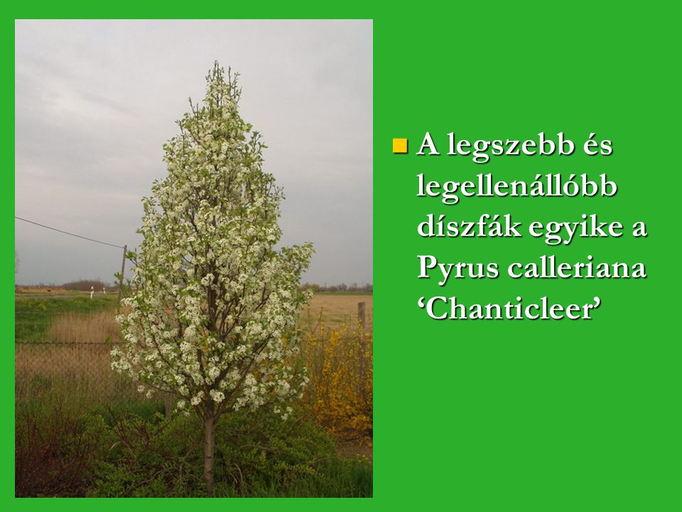 A legszebb és legellenállóbb díszfák egyike a Pyrus calleriana ‘Chanticleer’