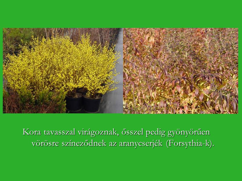 Kora tavasszal virágoznak, ősszel pedig gyönyörűen vörösre színeződnek az aranycserjék (Forsythia-k).
