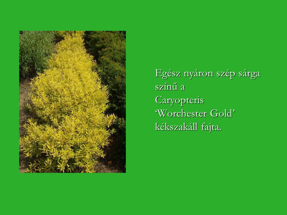 Egész nyáron szép sárga színű a Caryopteris ‘Worchester Gold’ kékszakáll fajta.
