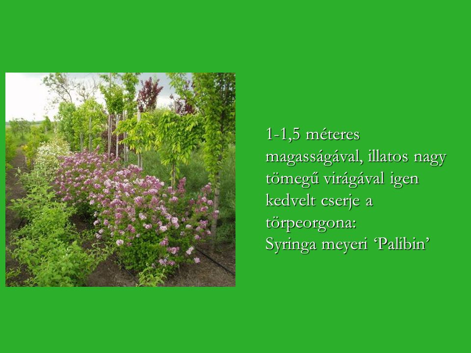 1-1,5 méteres magasságával, illatos nagy tömegű virágával igen kedvelt cserje a törpeorgona: Syringa meyeri ‘Palibin’
