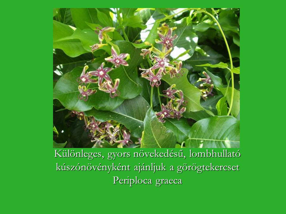 Különleges, gyors növekedésű, lombhullató kúszónövényként ajánljuk a görögtekercset Periploca graeca