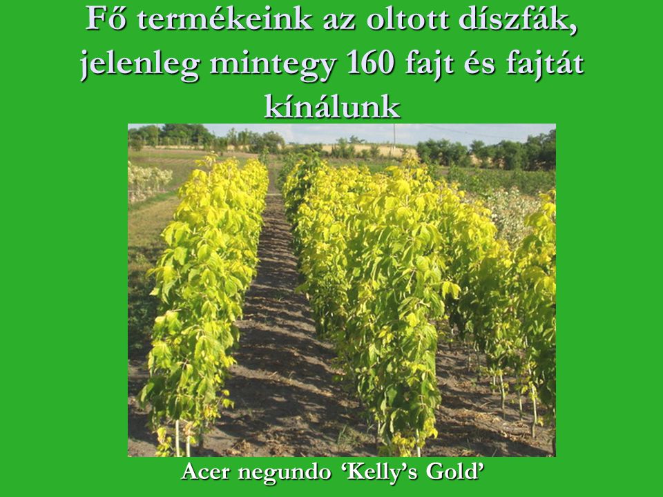 Acer negundo ‘Kelly’s Gold’
