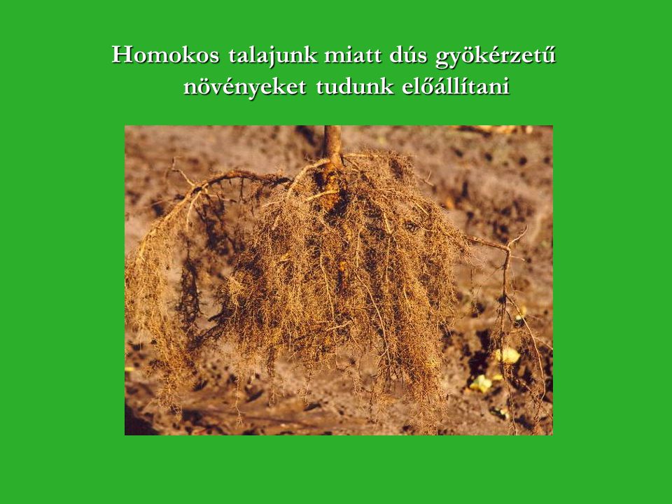 Homokos talajunk miatt dús gyökérzetű növényeket tudunk előállítani