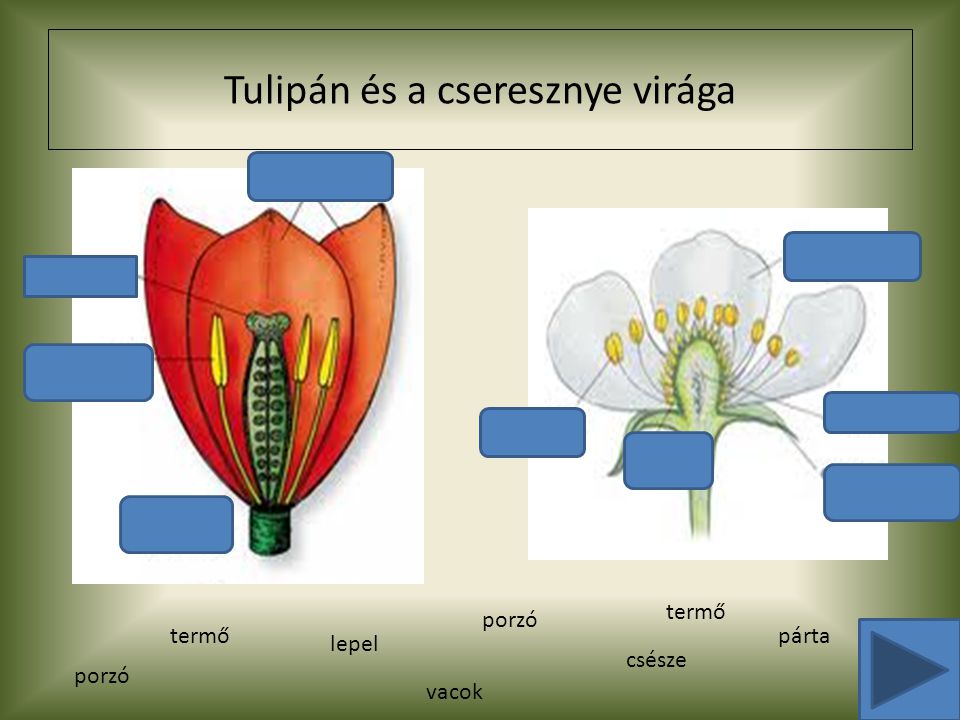 Tulipán és a cseresznye virága