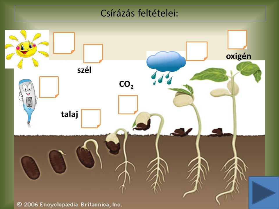 Csírázás feltételei: oxigén szél CO2 talaj