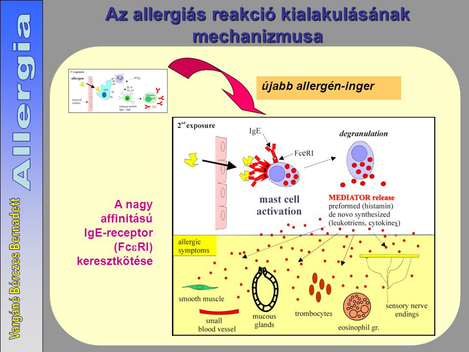 Az allergiás reakció kialakulásának