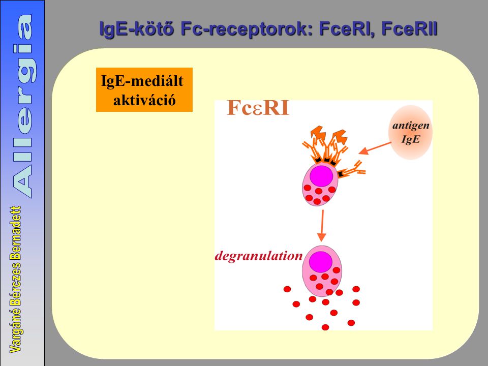 IgE-kötő Fc-receptorok: FceRI, FceRII