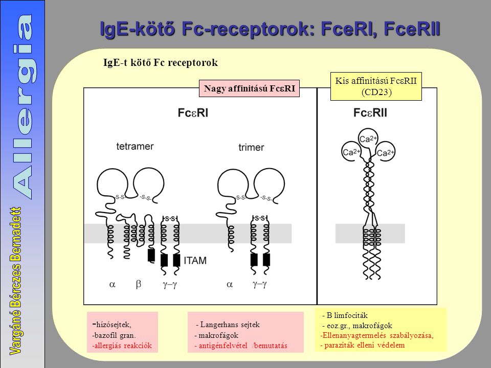 IgE-kötő Fc-receptorok: FceRI, FceRII