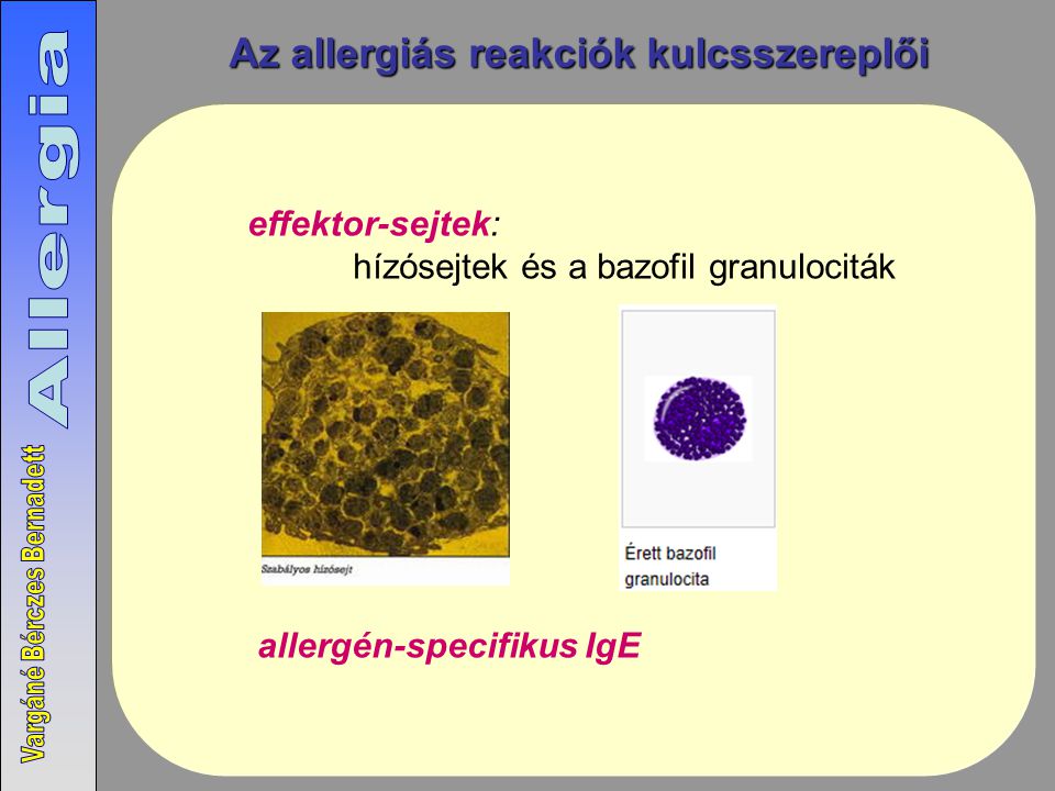 Az allergiás reakciók kulcsszereplői