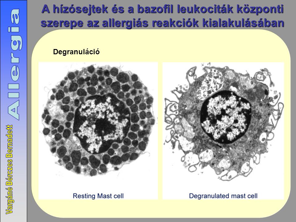 A hízósejtek és a bazofil leukociták központi szerepe az allergiás reakciók kialakulásában