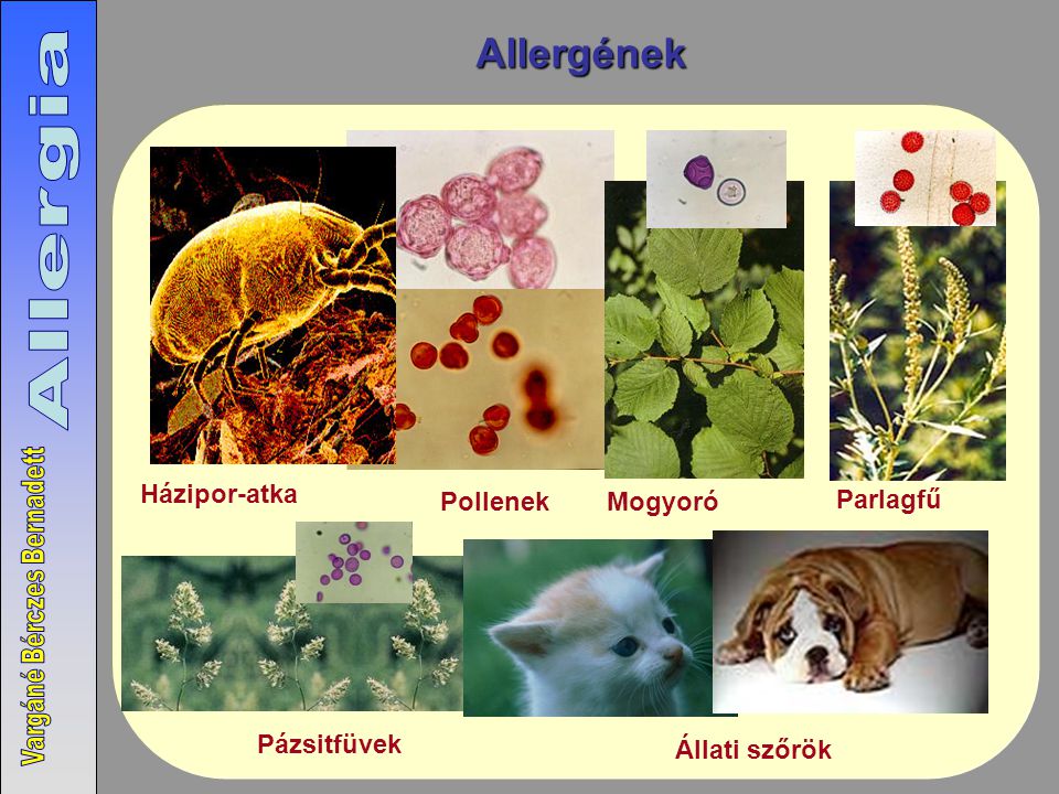Allergének Házipor-atka Pollenek Mogyoró Parlagfű Pázsitfüvek