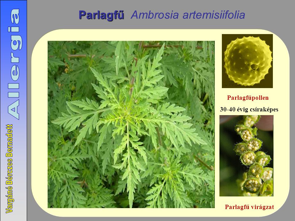 Parlagfű Ambrosia artemisiifolia