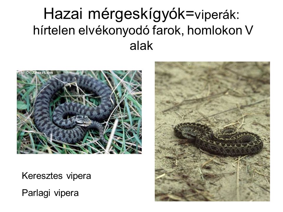 Hazai mérgeskígyók=viperák: hírtelen elvékonyodó farok, homlokon V alak