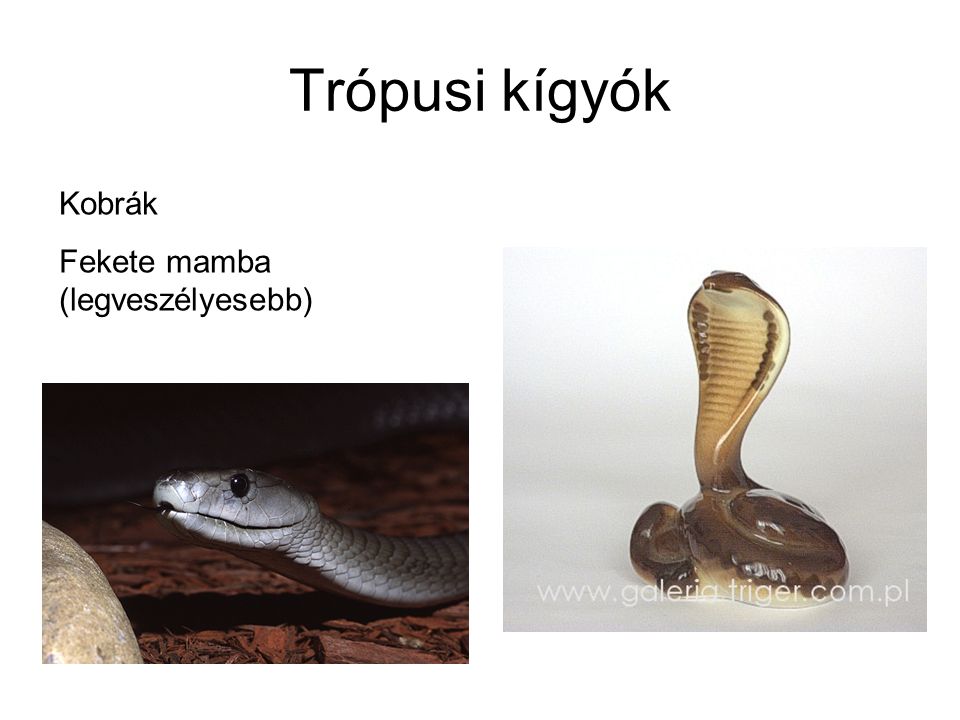 Trópusi kígyók Kobrák Fekete mamba (legveszélyesebb)