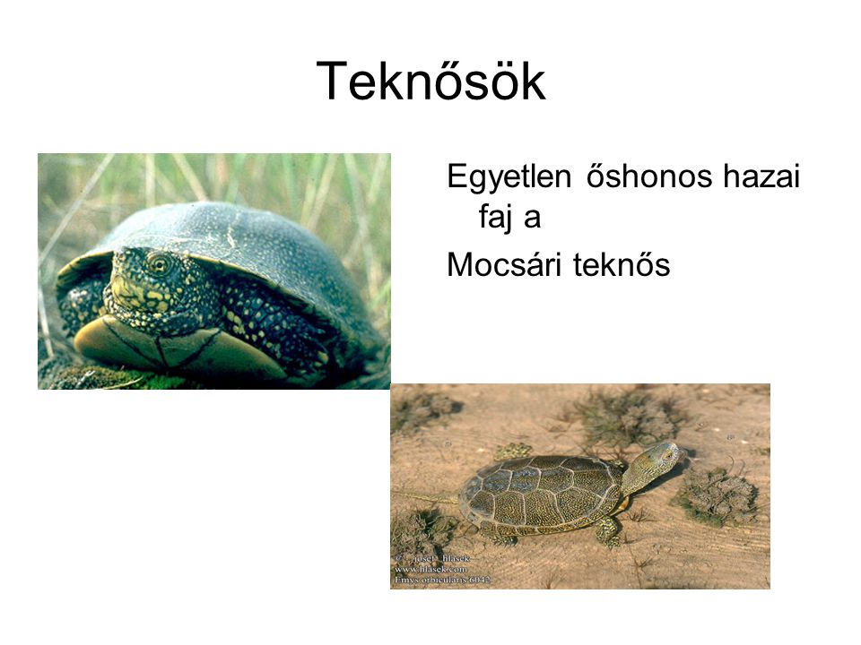 Teknősök Egyetlen őshonos hazai faj a Mocsári teknős