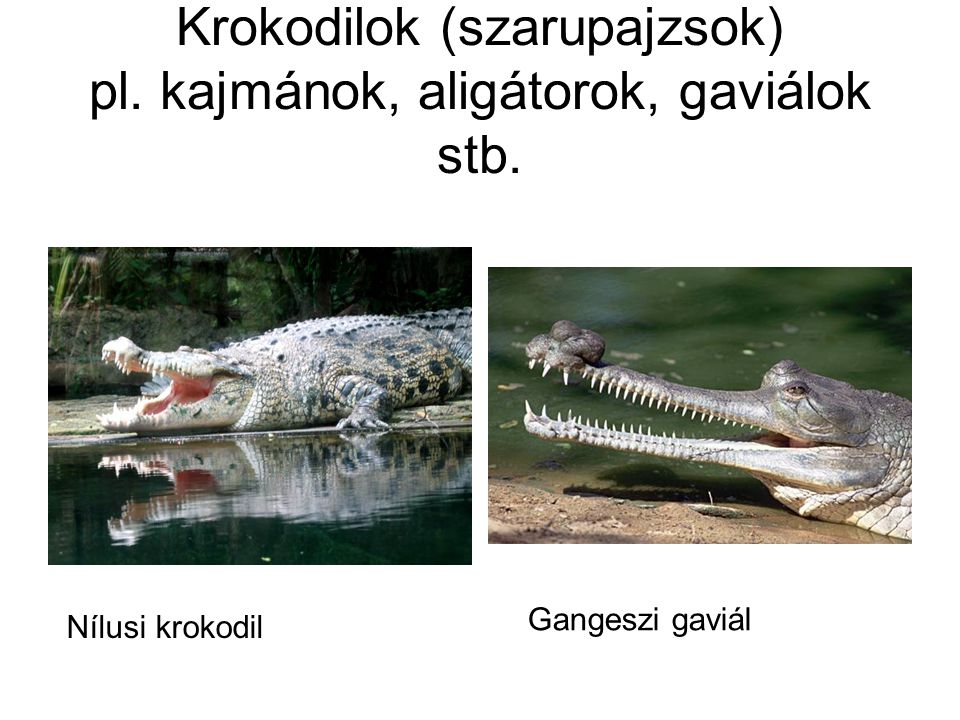 Krokodilok (szarupajzsok) pl. kajmánok, aligátorok, gaviálok stb.