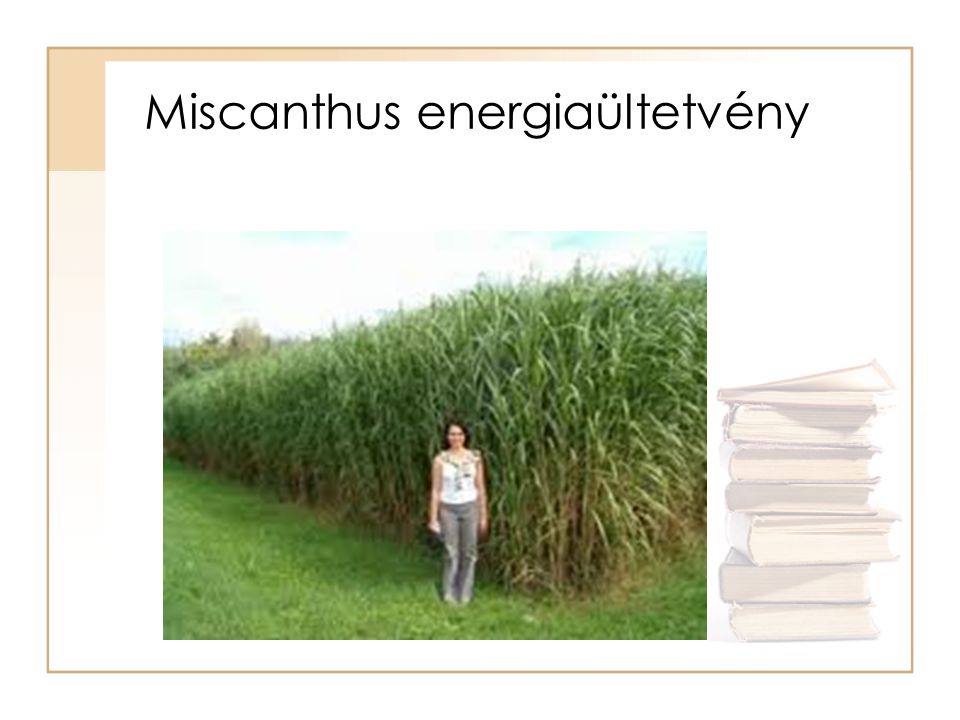 Miscanthus energiaültetvény