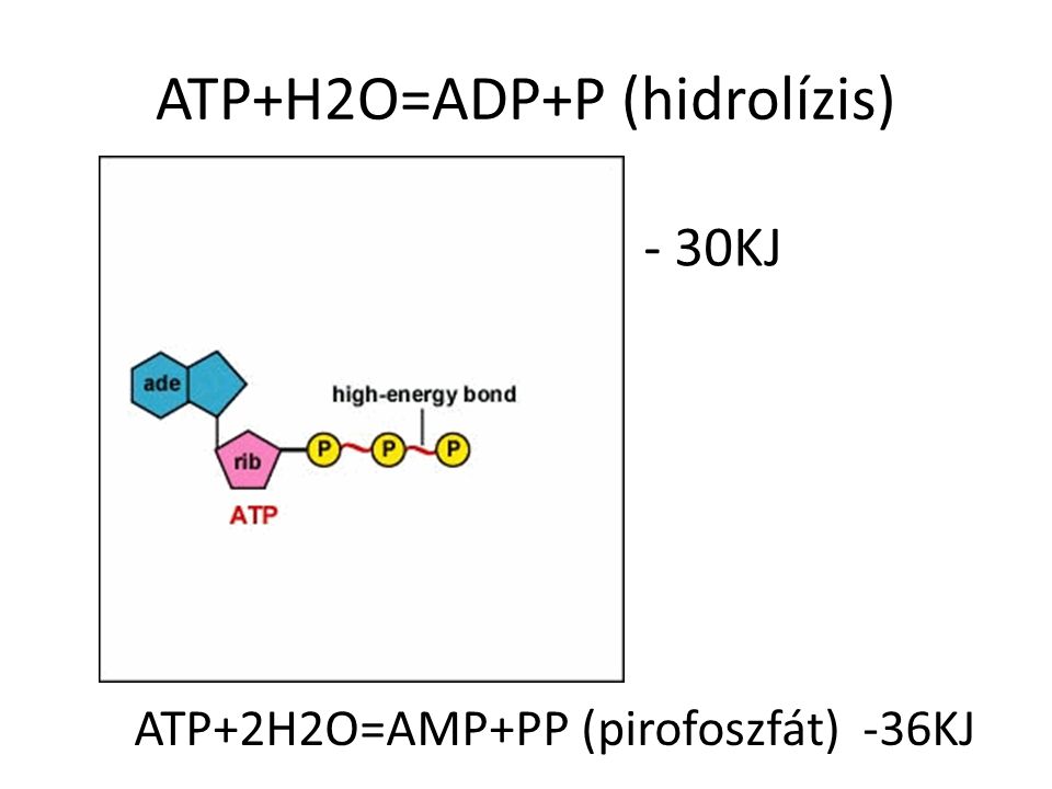 ATP+H2O=ADP+P (hidrolízis)