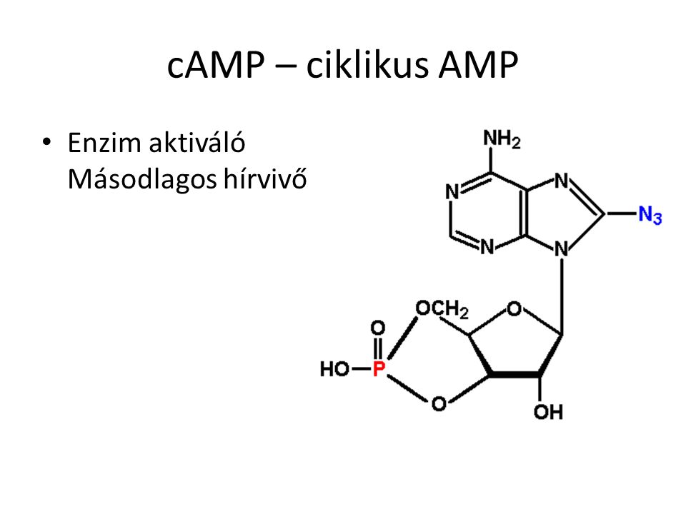 cAMP – ciklikus AMP Enzim aktiváló Másodlagos hírvivő
