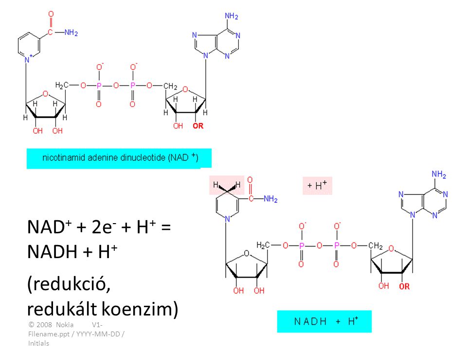 NAD+ + 2e- + H+ = NADH + H+ (redukció, redukált koenzim)