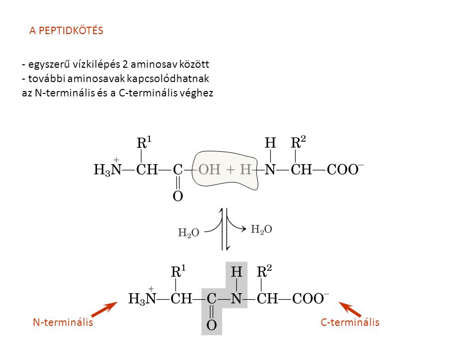 A PEPTIDKÖTÉS - egyszerű vízkilépés 2 aminosav között. - további aminosavak kapcsolódhatnak. az N-terminális és a C-terminális véghez.