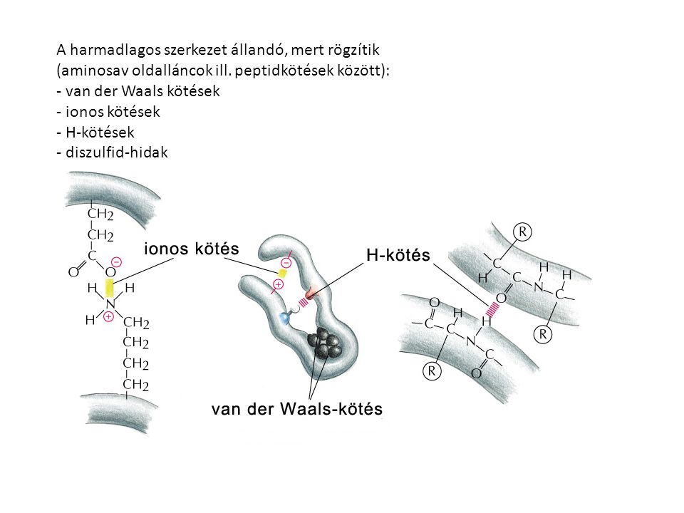 A harmadlagos szerkezet állandó, mert rögzítik (aminosav oldalláncok ill. peptidkötések között):